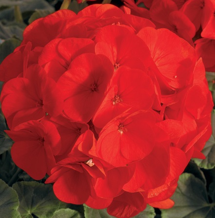 Мушкато с шоколадови листа-Geranium F1 Bullseye Coral (5092)